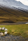 Crowd of sheep run back home in greenery with snow mountain background autumn season Iceland