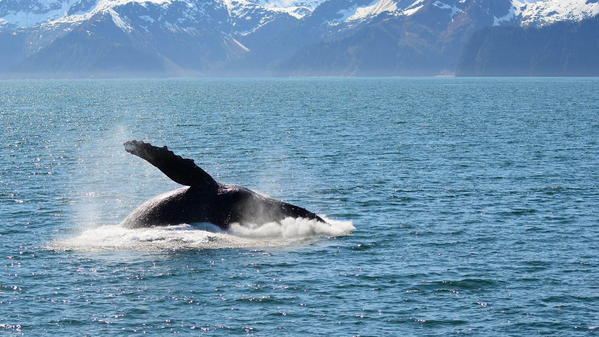 Whale Watching From Reykjavik