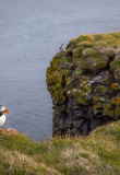 puffin-in-latrabjarg